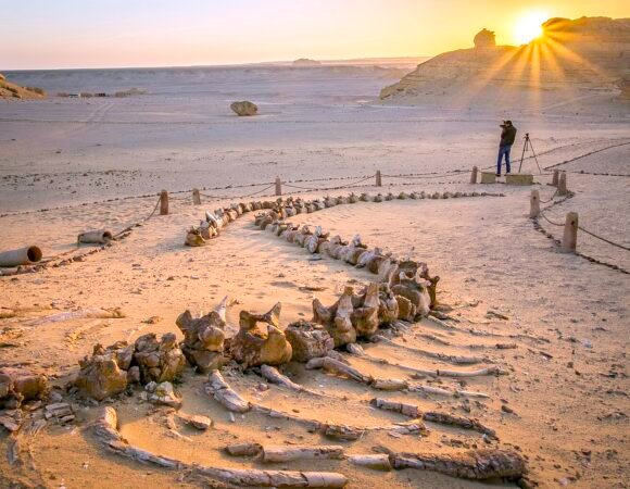 Wadi El Hitan 6 Amazing Experiences in Egypt’s Valley of the Whales